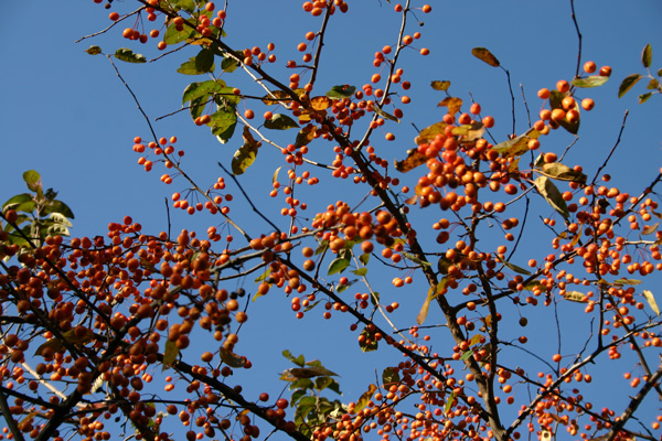 Crab Apples