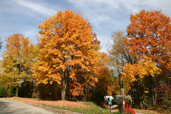 Donna Drive