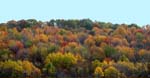 Lynch's Hillside