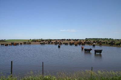 Cows in South Daktota